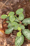 False flowering spurge